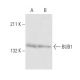 BUB1 Antibody (14H5) - Western Blotting - Image 12962 