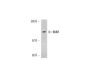 BUB1 Antibody (14H5) - Western Blotting - Image 13599The Double Nickase Plasmid features a U6 promoter for sgRNA expression, a 20 nt targeting sequence, and a gRNA scaffold to guide Cas9n. It includes a CBh promoter for Cas9n (D10A) and puromycin resistance, GFP for transfection verification, and nuclear localization signals (NLS). The 2A peptide allows co-expression of Cas9n and Puro from a single promoter, enabling precise genome editing with reduced off-target effects.