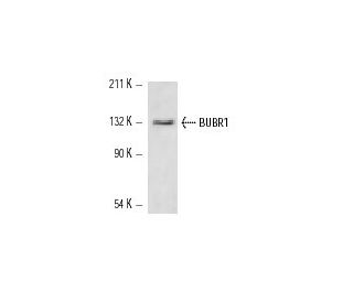 BUBR1 Antibody (8G1) - Western Blotting - Image 12475Each CRISPR/Cas9 Knockout (KO) Plasmid product consists of a pool of 3 plasmids designed to ensure identification and cleavage of a specific gene for maximum knockout efficiency. Each plasmid encodes a unique 20 nt sequence derived from the GeCKO (v2) library.