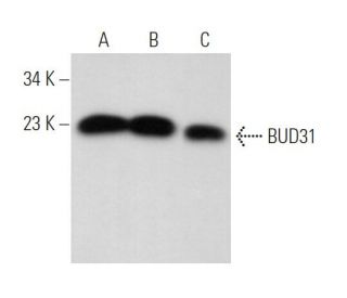BUD31 Antibody (B-9) - Western Blotting - Image 372807 