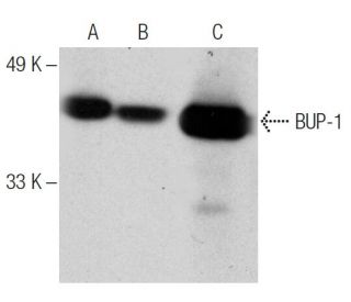 BUP-1 Antibody (A-3) - Western Blotting - Image 150044 