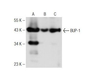 BUP-1 Antibody (F-11) - Western Blotting - Image 148712 