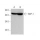 BUP-1 Antibody (F-11) - Western Blotting - Image 370836 