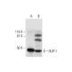 BUP-1 Antibody (G-9) - Western Blotting - Image 289730