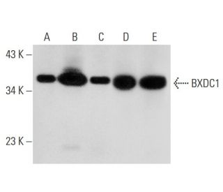 BXDC1 Antibody (2099C7a) - Western Blotting - Image 305884 