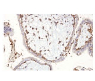 Bystin Antibody (clone 19) - Immunohistochemistry - Image 47797