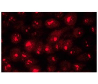 Bystin Antibody (G-1) - Immunofluorescence - Image 134219 