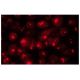 Bystin Antibody (G-1) - Immunofluorescence - Image 134219 