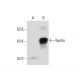 Bystin Antibody (G-1) - Western Blotting - Image 133809