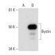 Bystin Antibody (G-1) - Western Blotting - Image 299270 