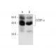 C/EBP α Antibody (D-5) - Western Blotting - Image 139405