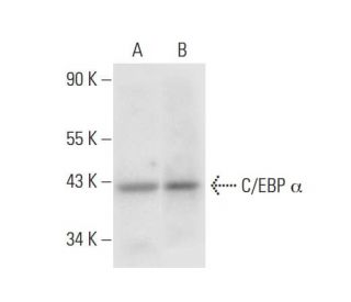 C/EBP α Antibody (G-10) - Western Blotting - Image 305843SAM Transcription Activation: SAM system utilizing dCas9-VP64, MS2-P65-HSF1, and sgRNA for precise gene transcription activation.