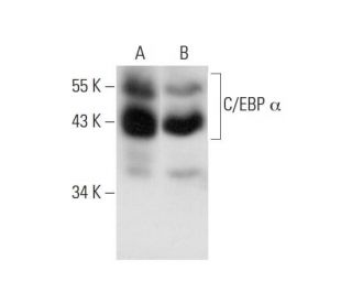 C/EBP α Antibody (D-5) - Western Blotting - Image 139405