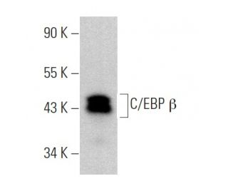 C/EBP beta Antibody (H-7) - Western Blotting - Image 374011