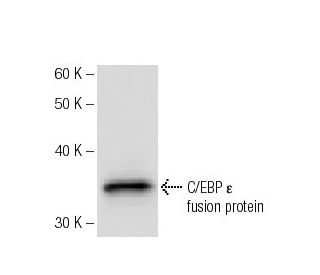 C/EBP &epsilon; Antibody (2154C4a) - Western Blotting - Image 67290