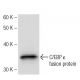 C/EBP ε Antibody (2154C4a) - Western Blotting - Image 67290