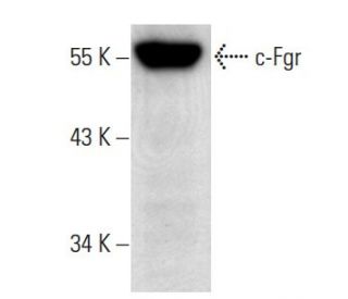 c-Fgr Antibody (D-6) - Western Blotting - Image 19556