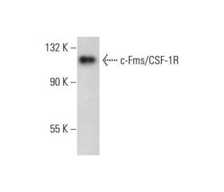 c-Fms/CSF-1R Antibody (0.N.178) - Western Blotting - Image 377043