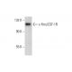 c-Fms/CSF-1R Antibody (0.N.178) - Western Blotting - Image 377043