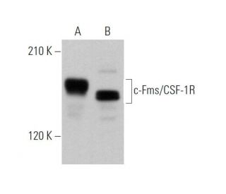 c-Fms/CSF-1R Antibody (B-8) - Western Blotting - Image 374381 