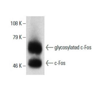 c-Fos Antibody (4-10G) - Western Blotting - Image 7301