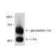 c-Fos Antibody (4-10G) - Western Blotting - Image 7301
