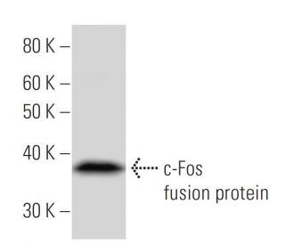 c-Fos Antibody (554C1a) - Western Blotting - Image 16582