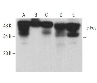 c-Fos Antibody (C-10) - Western Blotting - Image 379667 