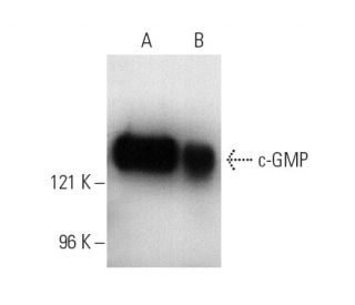 c-GMP Antibody (8D8) - Western Blotting - Image 4035