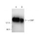 c-GMP Antibody (8D8) - Western Blotting - Image 4035