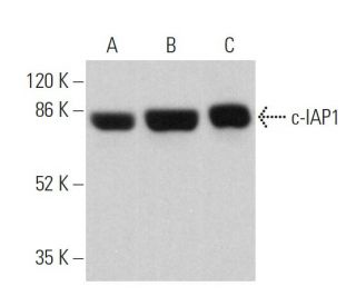 c-IAP1 Antibody (F-4) - Western Blotting - Image 359654 