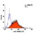 c-Kit Antibody (104D2) - Flow Cytometry - Image 5988