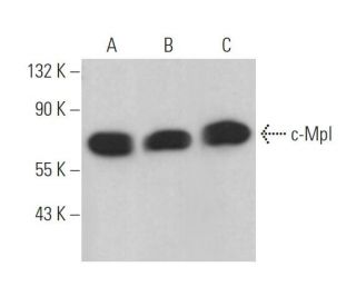 c-Mpl Antibody (E-7) - Western Blotting - Image 374519 