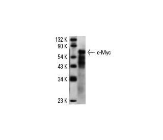 c-Myc (C-8): sc-41. Western blot analysis of c-Myc of 5 ng of c-Myc (1-262): sc-4084 WB.