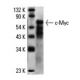 c-Myc (C-8): sc-41. Western blot analysis of c-Myc of 5 ng of c-Myc (1-262): sc-4084 WB.