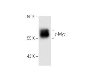 Myc Antibody (1.N.2) - Western Blotting - Image 62026 