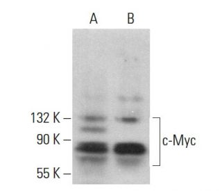Myc Antibody (6A10) - Western Blotting - Image 380168 