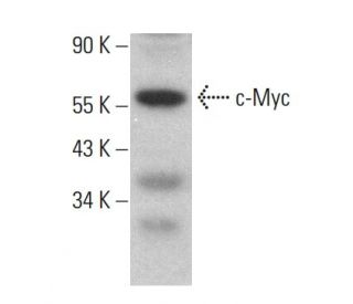Myc Antibody (9E11) - Western Blotting - Image 380167 