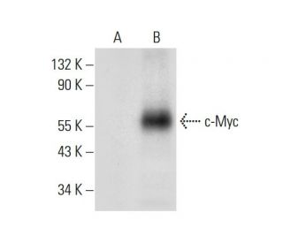 Myc Antibody (C-12) - Western Blotting - Image 306625