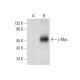 Myc Antibody (C-12) - Western Blotting - Image 306625
