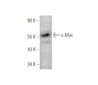 Myc Antibody (C-33) - Western Blotting - Image 349919 
