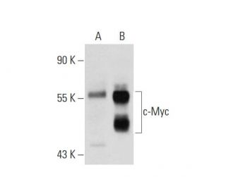 Myc Antibody (C-8) - Western Blotting - Image 129096 