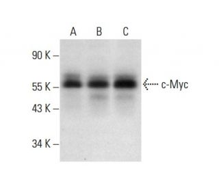 Myc Antibody (G-4) - Western Blotting - Image 303904 