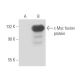 Myc Antibody (Myc.A7) - Western Blotting - Image 17461
