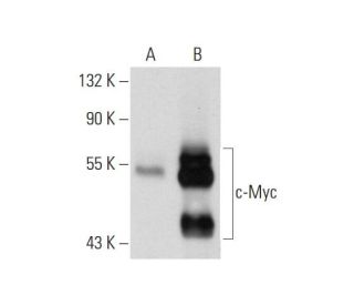 Myc Antibody (Myc.A7) - Western Blotting - Image 129086 