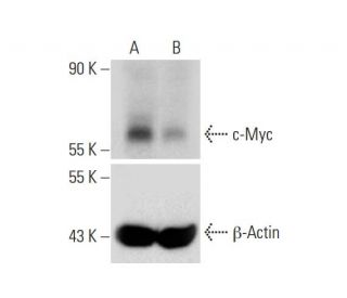 c-Myc Nickase Plasmid (h): sc-400001-NIC. Western blot analysis of c-Myc expression in non-transfected control (A) and c-M 