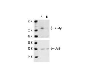 c-Myc siRNA (h): sc-29226. Western blot analysis of c-Myc expression in non-transfected control (A) and c-Myc siRNA transf 