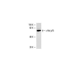 c-Rel Antibody (B-6) - Western Blotting - Image 1050 