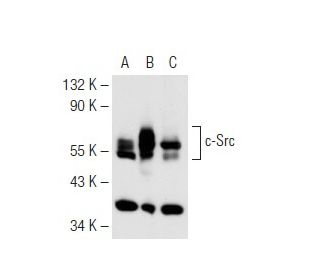 Src Antibody (B-12) - Western Blotting - Image 62402 
