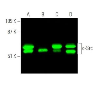 Src Antibody (B-12) - Western Blotting - Image 372622